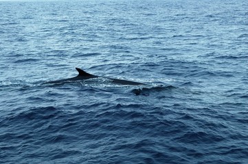 Fototapeta premium Baleias