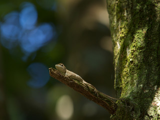 Small lizard on tree,Taiwan.