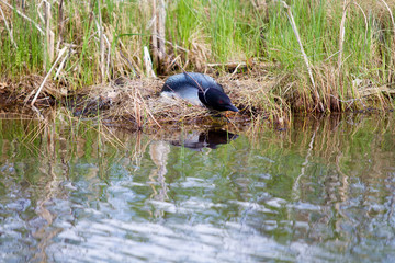 Mamma Loon 2