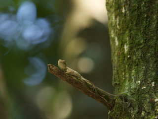 Fototapeta premium Small lizard on tree,Taiwan.