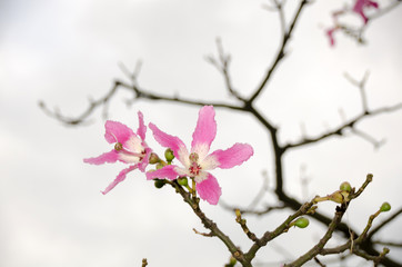 Obraz premium Pink flowers in springtime