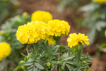 marigold flower