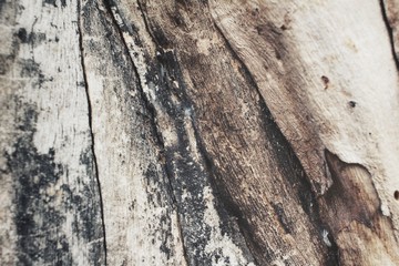 Wood background