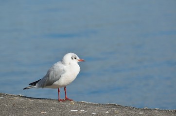 ユリカモメ
