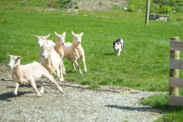 Obraz premium sheepdog working