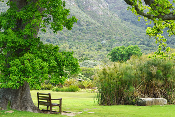 Timber bench under large tree with mountain background