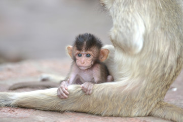 baby monkey with mother