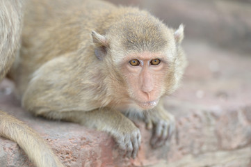 monkey lay down on stone floor