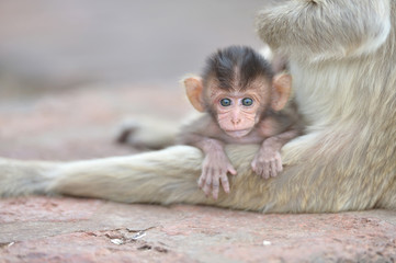 baby monkey with mother