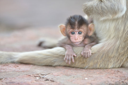 Baby Monkey With Mother