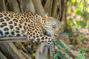 leopard in the zoo