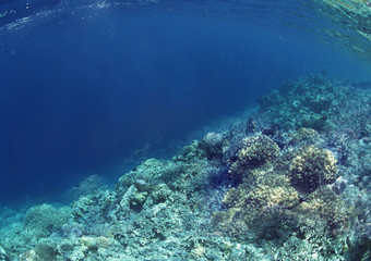 Naklejka na ściany i meble Scene of coral reef under the sea. 