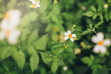 Flowers with a beautiful natural background.