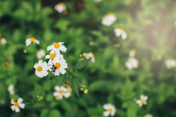 The flowers are insect sucking nectar from flowers in the midst