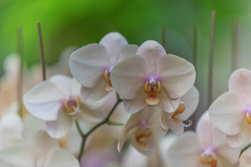 Naklejka na ściany i meble Pink orchid flowers