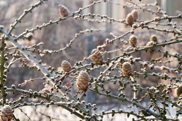 winter larch branches