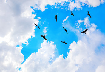 eagles flying in sky