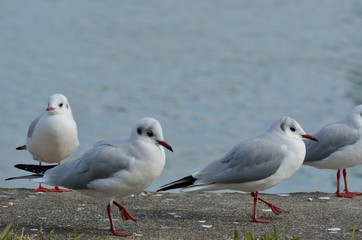 ユリカモメ