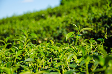 Close up top of the Tea Tree with Bluse Sky  in Farm Chiang Rai Thailand