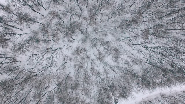Aerial photo winter forest