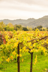 Napa Valley Vineyards, Northern California 