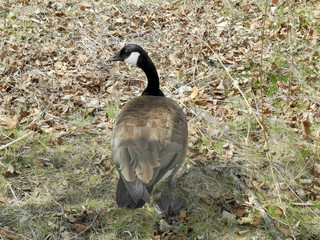 Canada Geese, Toronto, Ontario, Canada