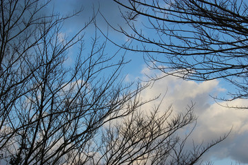 Fototapeta na wymiar 葉の落ちた冬の木と空