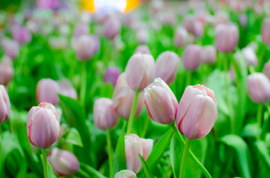 Beautiful flower background. Amazing view of bright pink tulips blooming in the garden. Can use for Background, Texture or Wallpaper