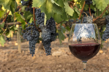 Glass of red wine in vineyard at harvest