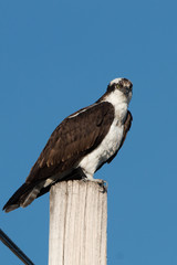 Fototapeta premium Osprey