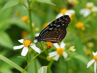 Butterfly draw flower's nectar, close up shot