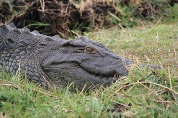 Nile Crocodile