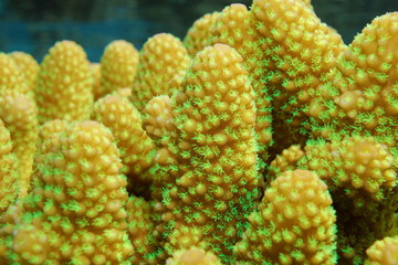 Naklejka premium Close up of finger coral with open polyps, Acropora humilis, underwater marine life, Pacific ocean, French Polynesia 