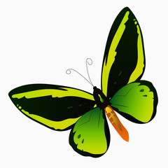 illustration of a colorful butterfly