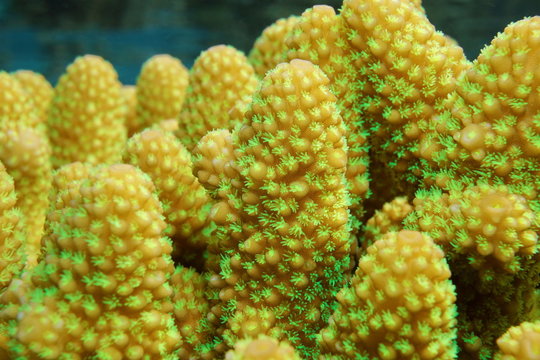 Close up of finger coral with open polyps, Acropora humilis, underwater marine life, Pacific ocean, French Polynesia
