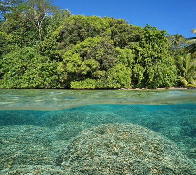 Half and half over and under the water surface, lush foliage on tropical shore and Porites rus corals underwater split by waterline, Pacific ocean, French Polynesia, Huahine island
