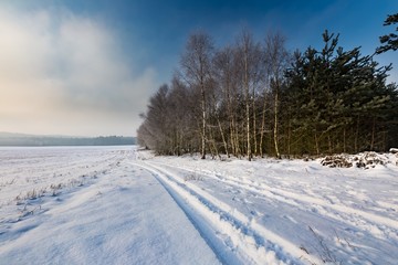 Fototapeta na wymiar Winter landscape with birch forest