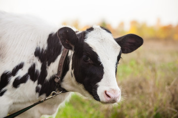 Obraz na płótnie Canvas the cow is grazed on a meadow, selective focus