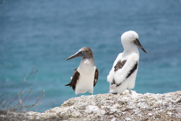 Blue Footed Boobies