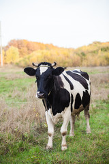 the cow is grazed on a meadow, selective focus