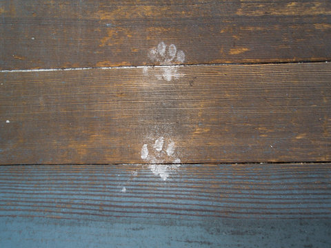 Paw prints in paint