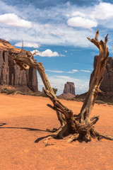 Dead tree in Monument Valley, Arizona