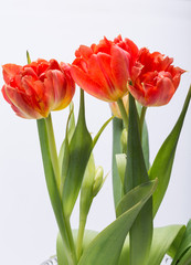 bouquet of fresh spring red tulips flowers