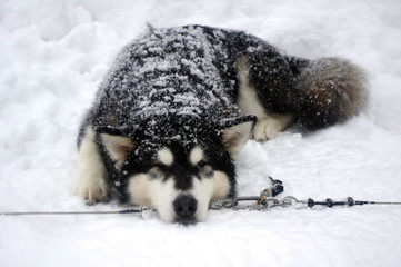 Siberian Husky sled from running on a halt