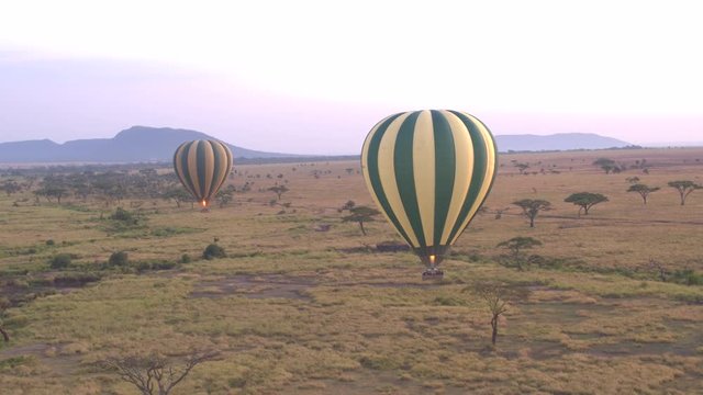 AERIAL: Safari hot air balloons floating above vast savanna grassland woodland