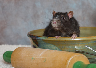 Phillip the Rat 1