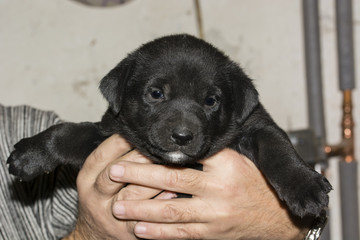 Puppy dog dark colors.