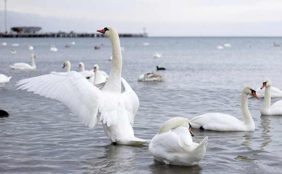 Mute Swan, Swan, Goose.