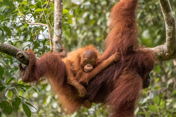 Female orangutan with baby © Lillian