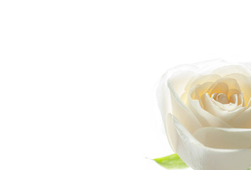 white rose close up on background